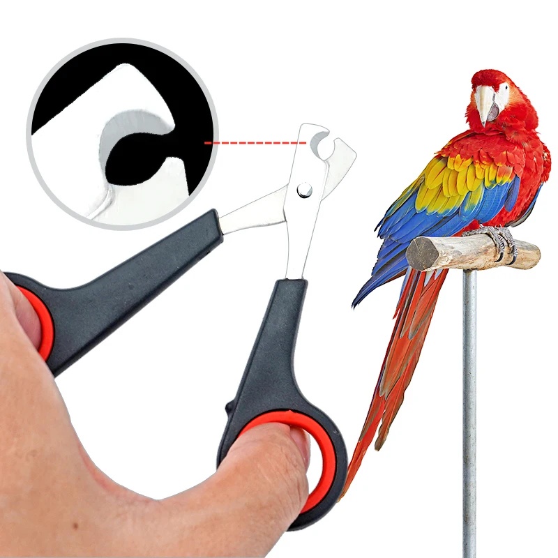 Grooming Scissors - Tesoura de Unhas para Pássaros de