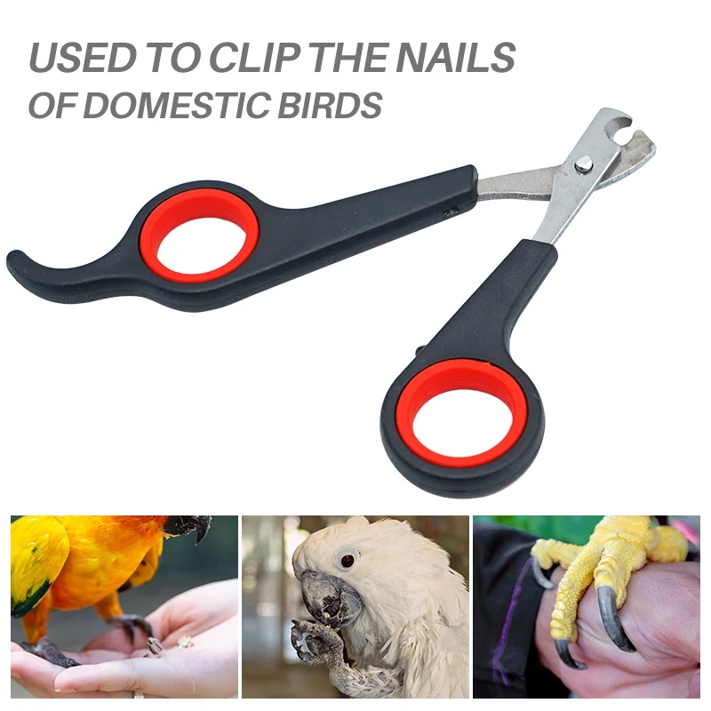 Tesoura de Unhas para Pássaros - Grooming Scissors avaliação e preço